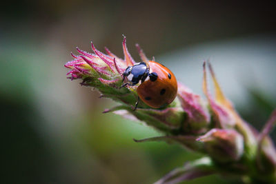 Close-up of insect on purple flower