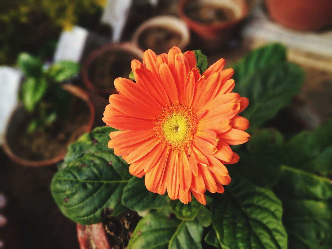 flower, flowering plant, plant, freshness, beauty in nature, flower head, close-up, nature, petal, growth, inflorescence, fragility, plant part, leaf, orange color, yellow, focus on foreground, floristry, no people, macro photography, outdoors, multi colored, day, calendula, green, botany