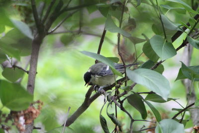 Bird perching on leaf