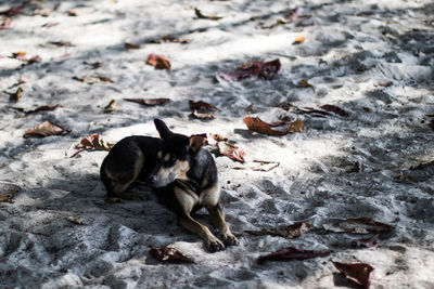 Cats relaxing on a land