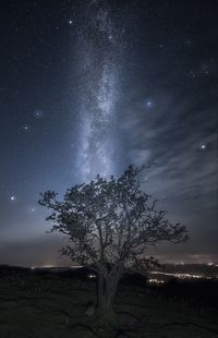 Low angle view of tree against sky at night