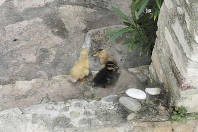 High angle view of monkey on rock