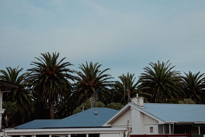 Low angle view of palm trees against sky