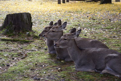 Deer in a field