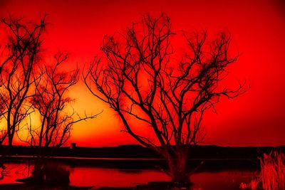 Silhouette bare tree against orange sky