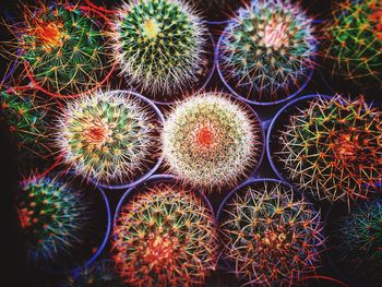 Full frame shot of succulent plant