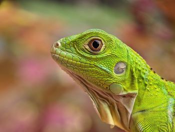 Close-up of a lizard