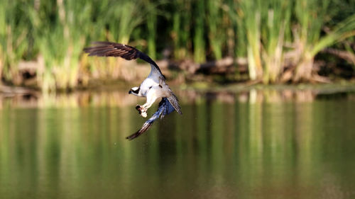 Osprey flying low