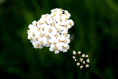 Close-up of white flowers growing on plant