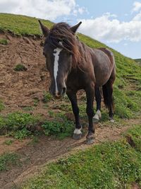 Horse standing in a field