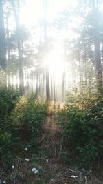 Sunlight streaming through trees in forest