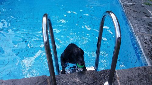 High angle view of dog on swimming pool