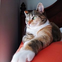 Close-up of cat resting on sofa