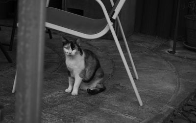 Cat sitting on chair