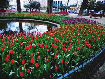 Red tulips in park