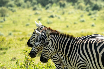 Close-up of zebra on field