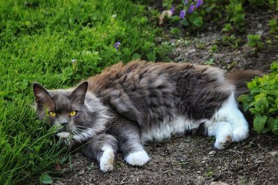 Cat relaxing on field