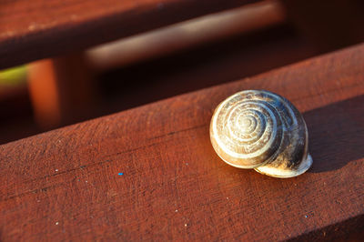 Close-up of snail on wood