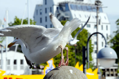 Close-up of seagull perching