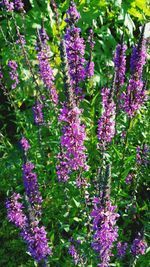 Close-up of purple flowers