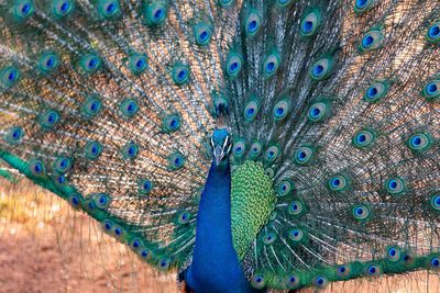 Close-up of peacock