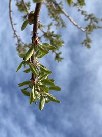 Close-up of flowering plant against cloudy sky