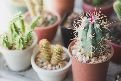 Close-up of succulent plants in pot