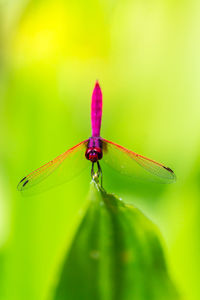 Close-up of insect on purple flower