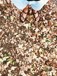 Low section of person standing on dry autumn leaves