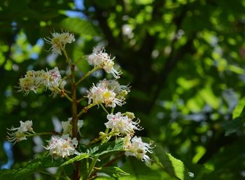 Close-up of flowering plant