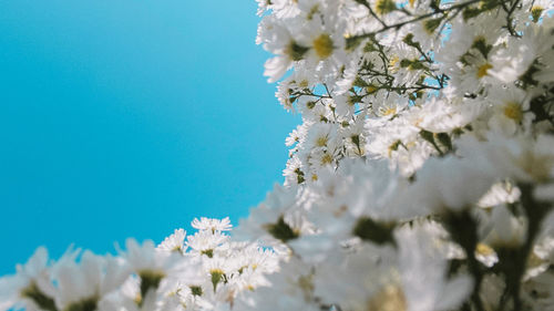 Close-up of white cherry blossom