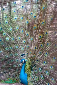 Close-up of peacock