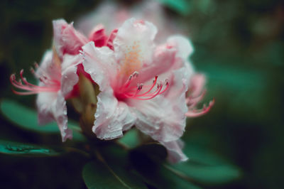 Close-up of pink rose