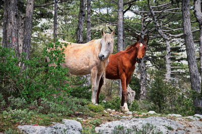 Horse standing on field