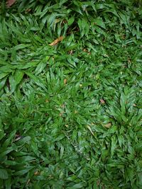 Full frame shot of fresh green plants