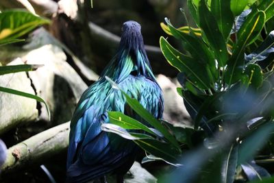 Close-up of bird perching on plant