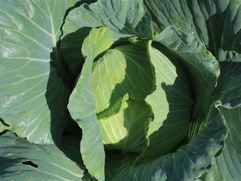 Full frame shot of leaves