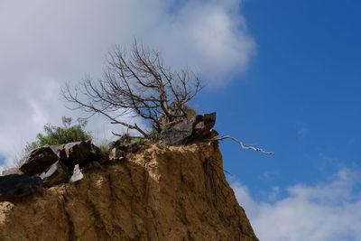 Low angle view of dead tree against sky