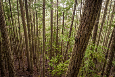 Trees in forest