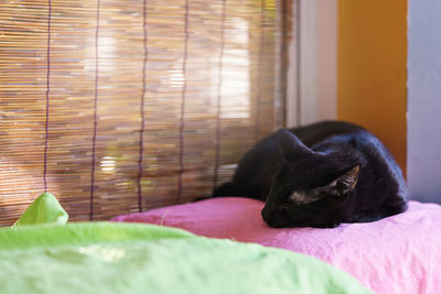 Black dog resting on bed