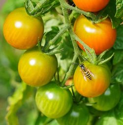 Close-up of tomatoes
