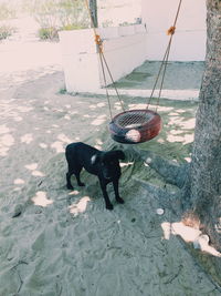 High angle view of dog standing outdoors