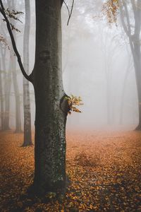 Close-up of flower tree trunk during winter