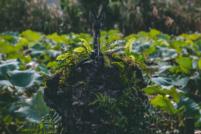 Close-up of moss growing on tree trunk