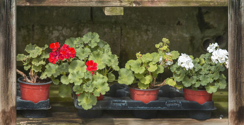 Close-up of potted plants