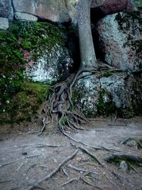 Close-up of tree trunk