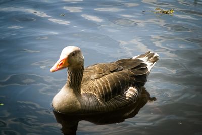 High angle view of duck in lake