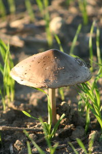 Close-up of mushroom on field