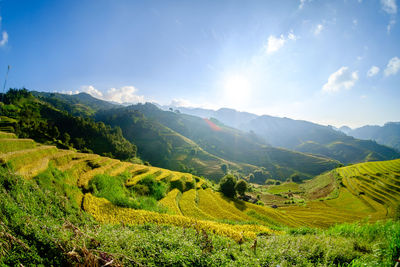 Terraces on mountain in morning. north vietnam at september is rice season 