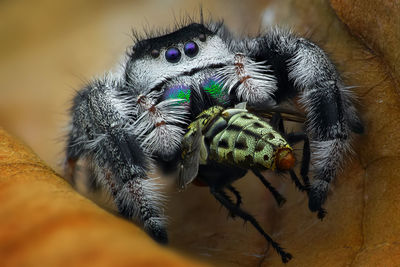 High angle view of spider